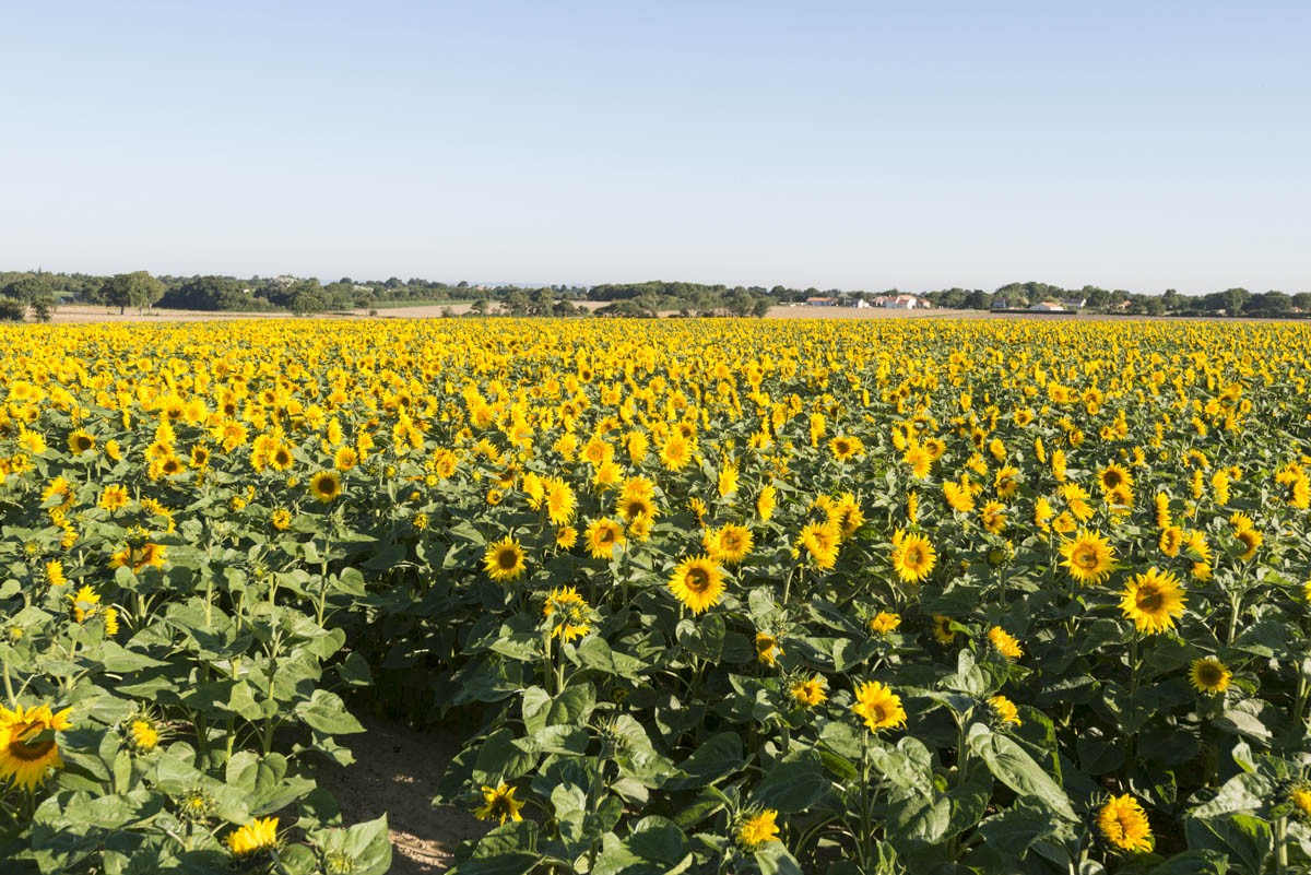 Destination pornic, randonnée, la plaine sur mer, Les champs de tournesols, circuit de la tabardière, campagne