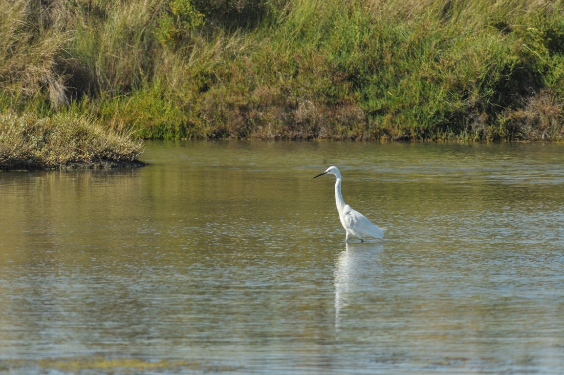 randonnée destination pornic, randonnée villeneuve, randonnée  marais breton, baie de bourgneuf, oiseaux, circuit les migrateurs