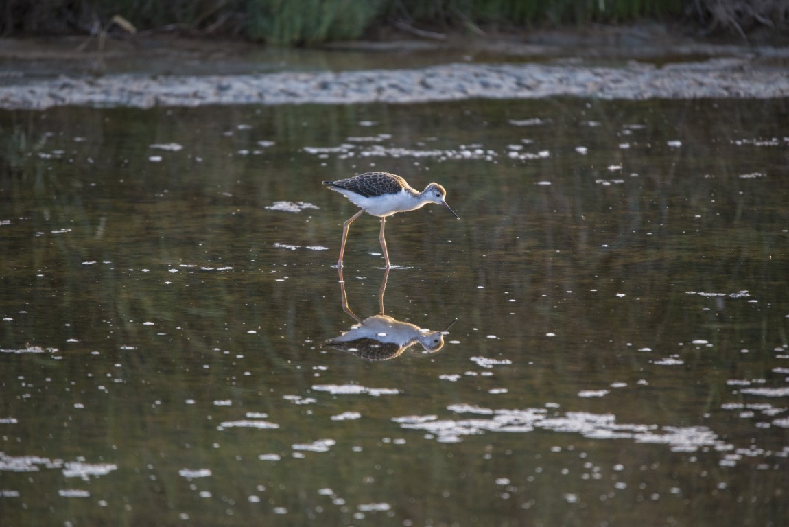 Les oiseaux du Marais