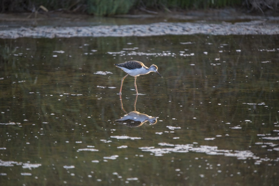 Destination pornic, randonnée villeneuve, randonnée  marais breton, baie de bourgneuf, oiseaux, circuit les migrateurs