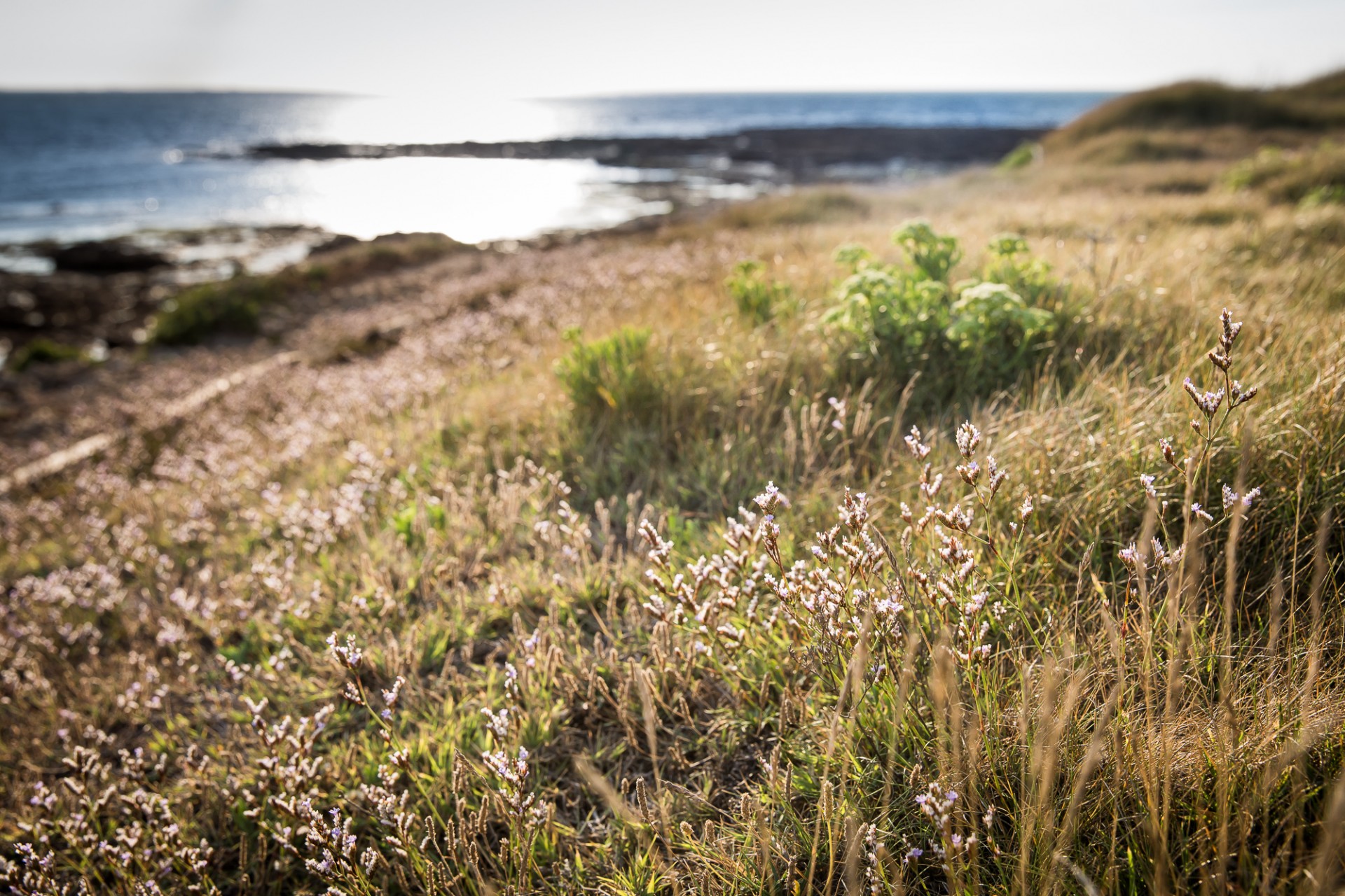 La flore sauvage de la Pointe Saint-Gildas