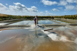 The salt marshes 