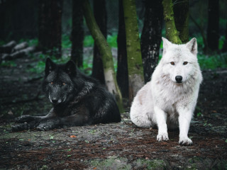 Loups blanc et noir