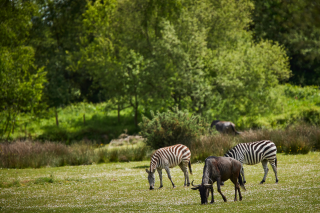 Les animaux en liberté du parc Zoo de Branféré - Morbihan - Bretagne