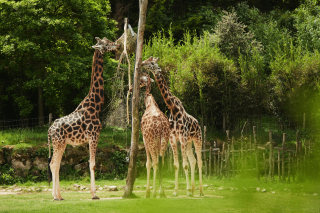 Parc Animalier et Botanique de Branféré