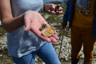 Pêche à pied - patelle