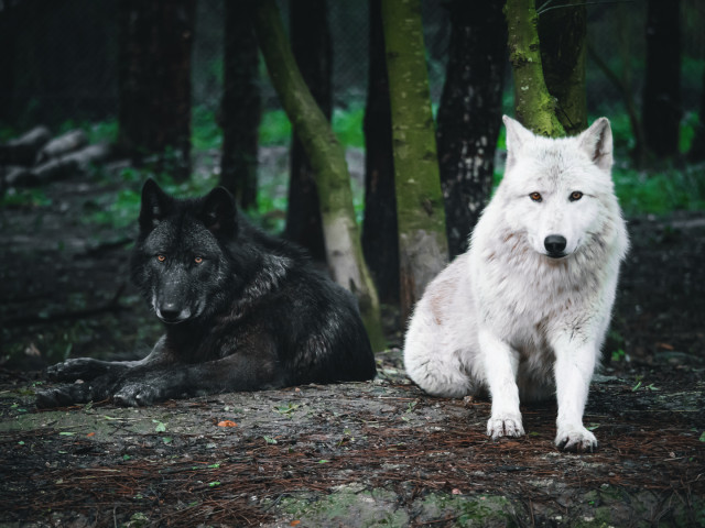 Weiße und schwarze Wölfe