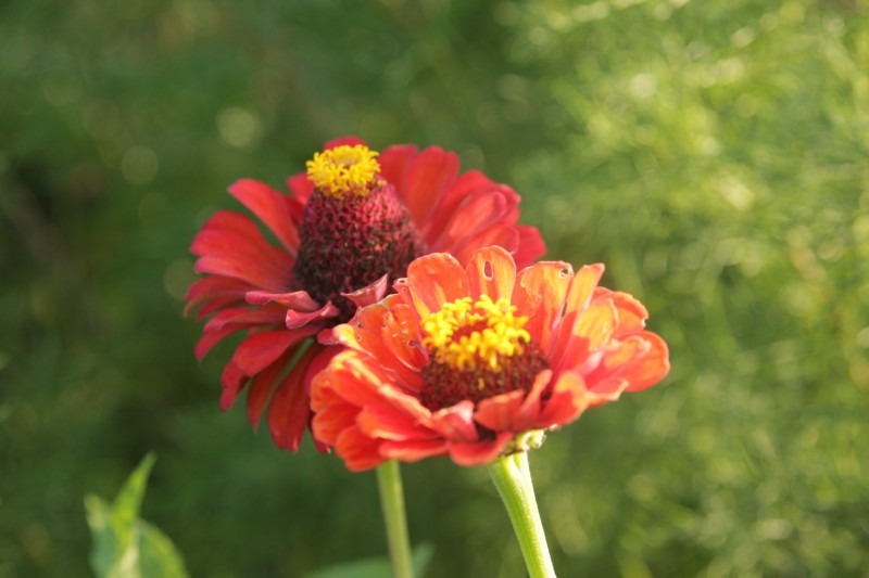 le pot'aux fleurs jardin naturel plantes aromatiques florence daspremont chauvé pays de retz proche pornic