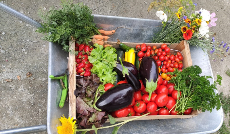 Bio-Obst und -Gemüse pflücken Pornic