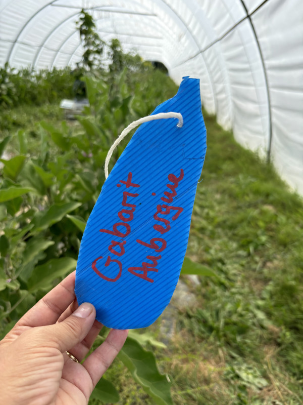 Cueillette à l'étang du Gros Caillou, Pornic