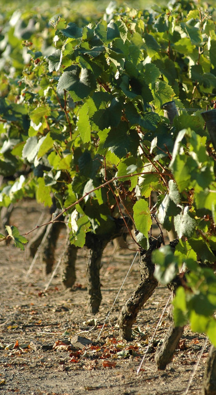 domaine de la coche, vigneron pornic, viticulteur pornic, vins pornic, cave pornic, dégustation vin pornic, vins sainte pazanne, cave sainte pazanne, vin nantes, vin pays de retz