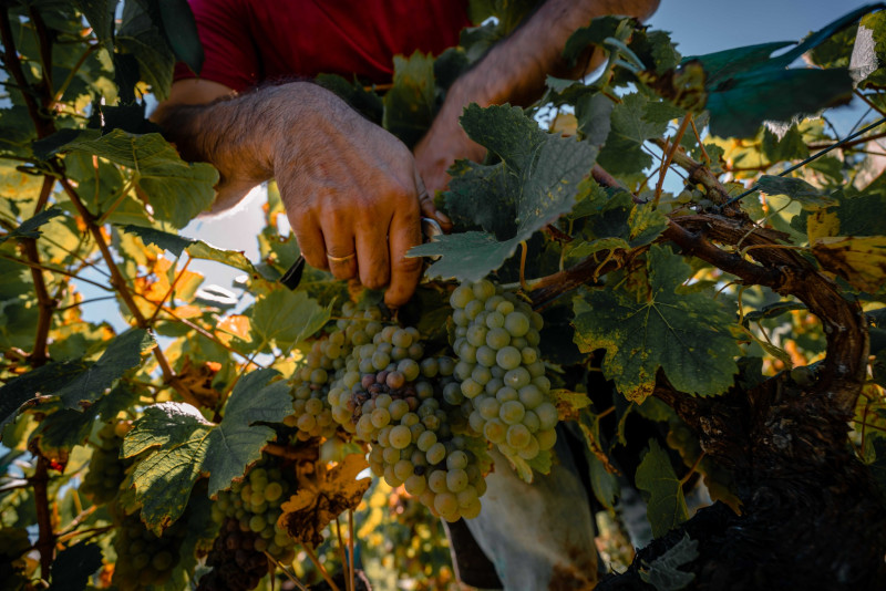 le domaine viticole des Hautes Noelles Saint Légers les Vignes