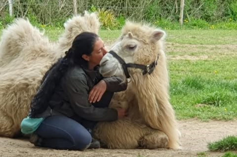 L'écrin de la belle étoile, llama and alpaca breeder 