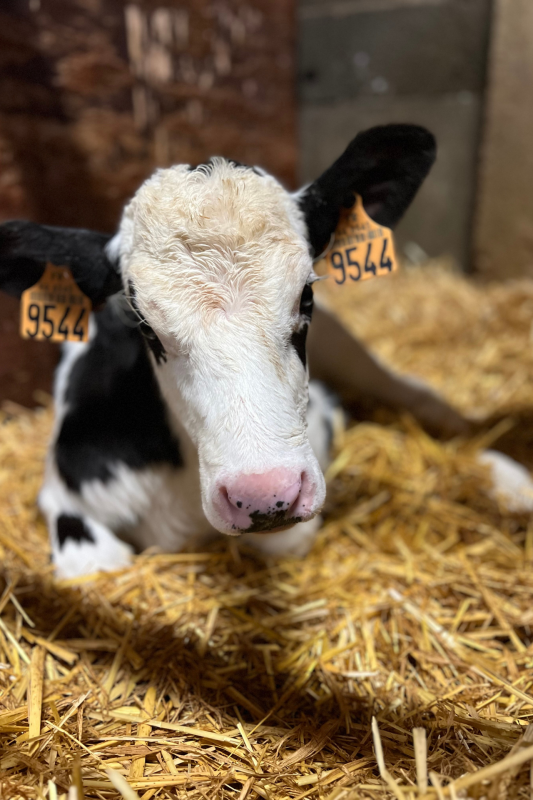 Ferme pédagogique L'Arche du Pays de Retz