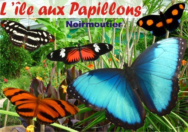 ile-aux-papillons ZOO VOLIERE NOIRMOUTIER PORNIC