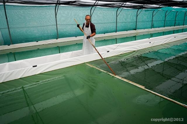 La Cabane à Spiruline - CHAUMES-EN-RETZ