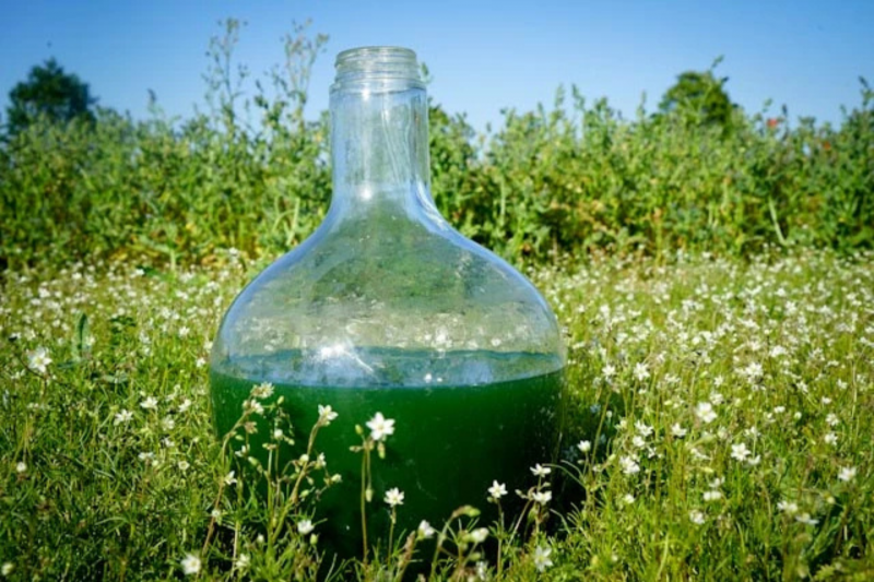 La cabane à Spiruline - Finca