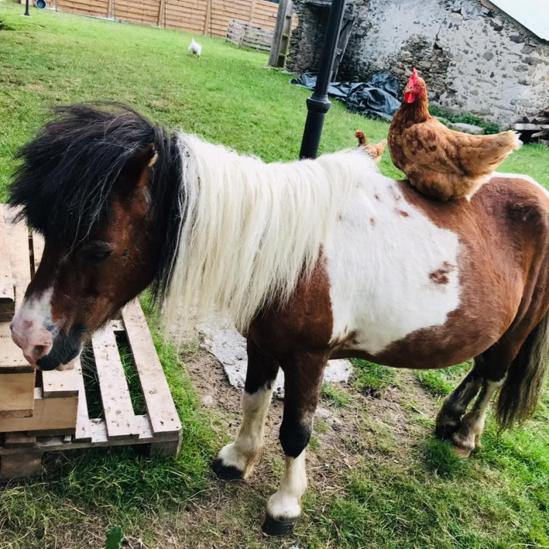 La ferme Les Poulettes du Marais