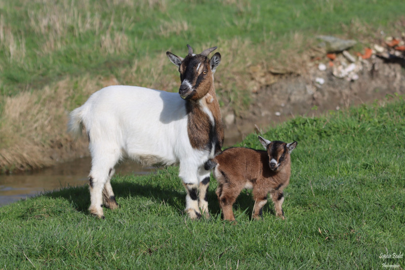 La ferme pédagogique du Fresne