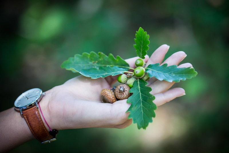 La nature au creux des mains
