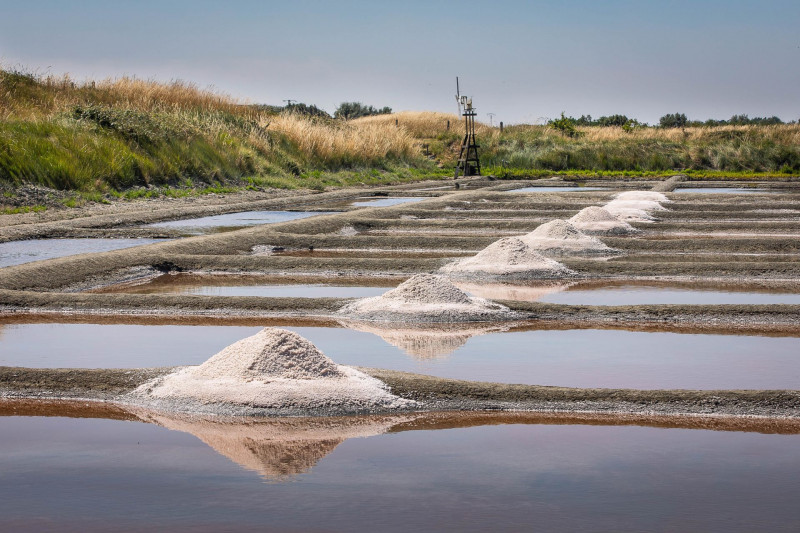 salt marshes 