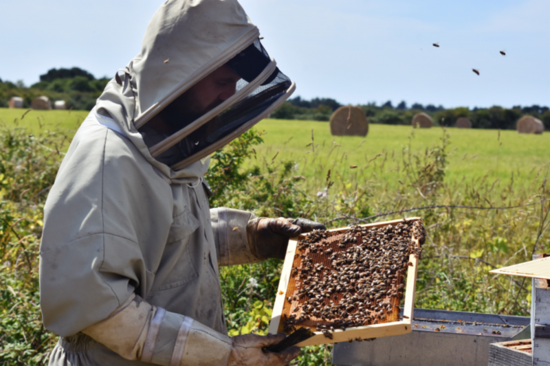 Der Bienenstock von La Fontaine au miel  Miellerie Honig  du Pays de Retz  Pornic