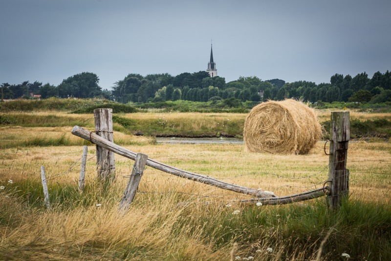 Le marais de Lyarne