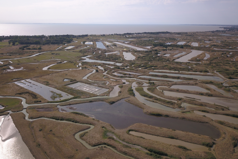 Mélanie Daspremont Marais salant les moutiers