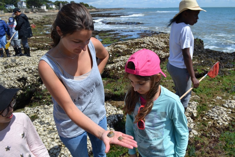 Détroquoir à huîtres, pêche à pied, découverte de la pêche, crustaces, coquillage