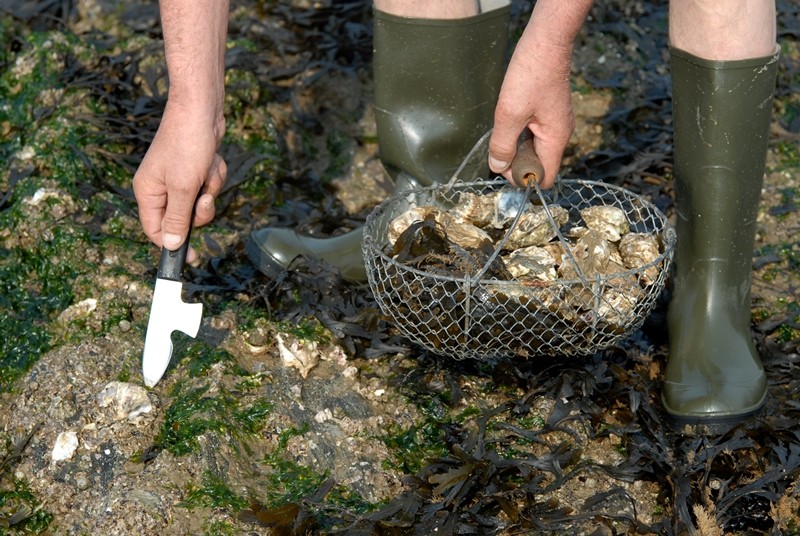 huîtres pêche à pied  couteau pêche aux huitres