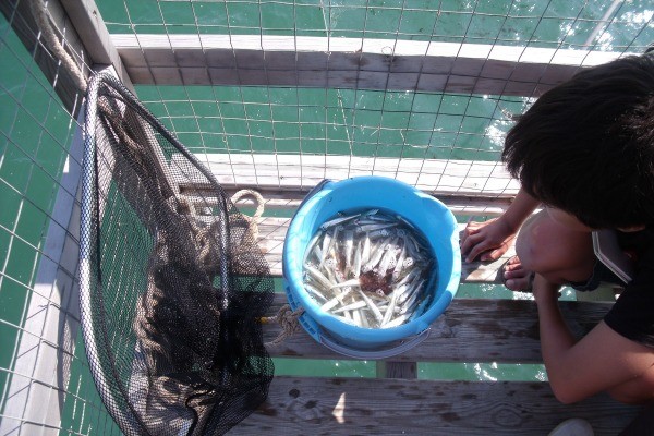 Fishing huts