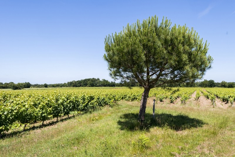 Saint-Philbert de Grand Lieu, ville, paysages, abbatiale