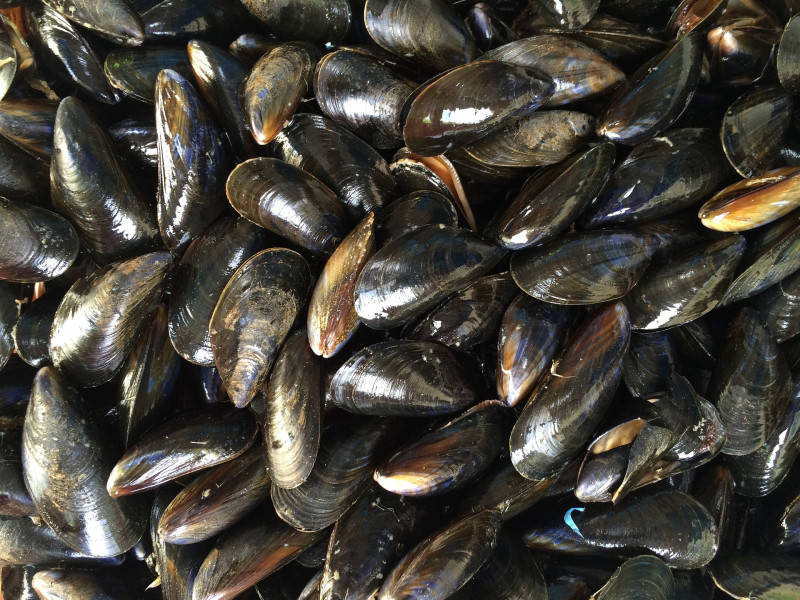 Mussels Pornic Producer