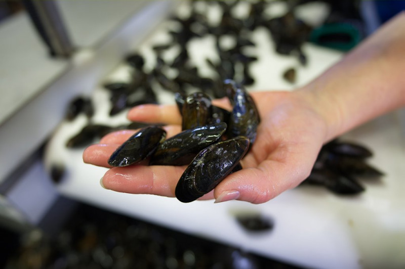 NETHYMOULES BITARD, Bouchot-Muscheln la plainnaise la plaine sur mer