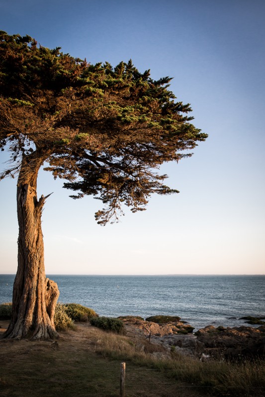 coastal path, tree, cypresses de lambert, walk, pornic