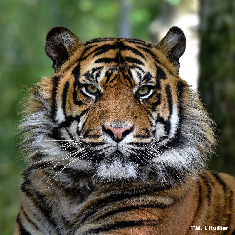 tigre, sumatra, zoo, animal, boissière, autour destiantion, autour pornic