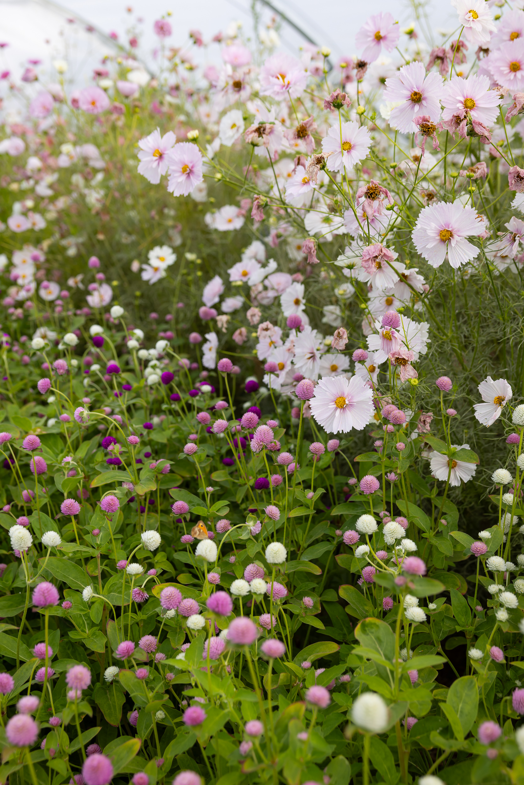 Les Fleurs de la Fontaine Destination Pornic - &copy; Mélanie Chaigneau
