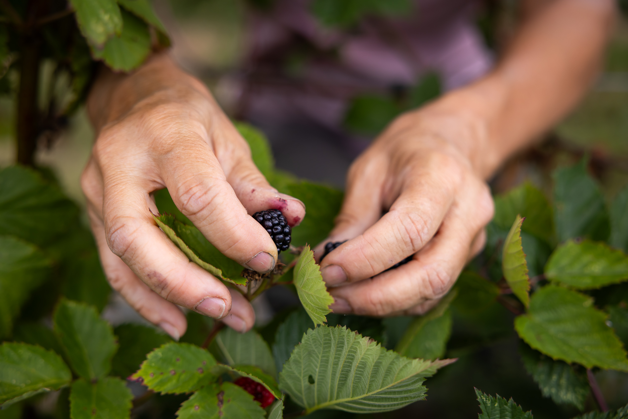Les petits fruits de la baie destination pornic  - &copy; Mélanie Chaigneau