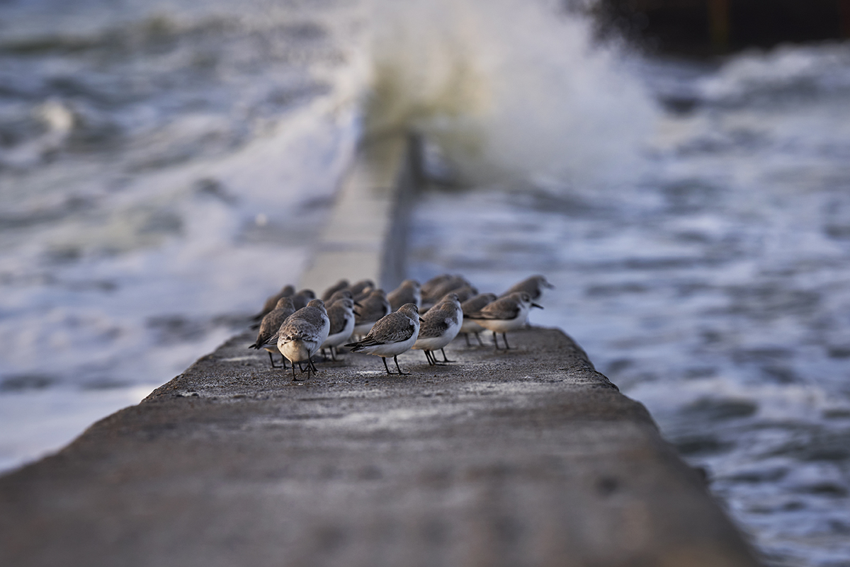 Visite nature oiseaux - &copy; Vincent Ducarne