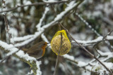 Atelier création boule de graisse pour oiseaux ateliers de maia destination pornic prefailles