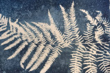 Atelier cyanotype duo adulte/enfant