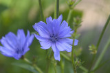 Atelier découverte des fleurs de Bach