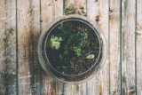 Atelier éco-responsable : terrarium