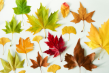 Nature workshop, Echos Nature, Nature and environment, Animations Saint-Michel-Chef-Chef