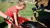 Atelier nourrissage des animaux à l'Eco-Domaine enfant lapins cochons fermes oies poules anes cochons d'inde chèvres