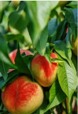 Workshop: caring for your fruit trees Eco domaine La Fontaine garden Destination Pornic