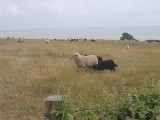 Balade autour de la Fontaine aux Moutons