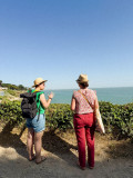 Balade dessinée, faune et flore, paysage, initiation dessin, Pornic, bord de mer