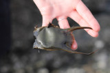 Chasse au trésor sur la plage