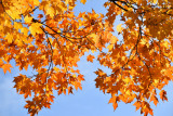 Marché d'automne